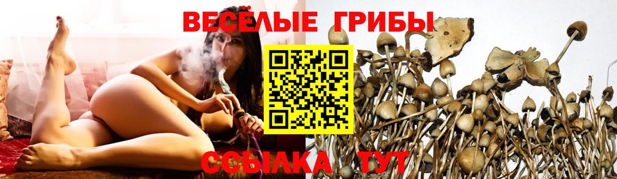 Псилоцибиновые грибы Cubensis  Вход с VPN  Чебаркуль 